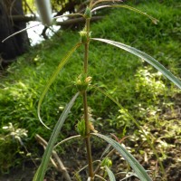 Hygrophila ringens (L.) R.Br. ex Spreng.